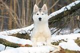 SIBERIAN HUSKY 158